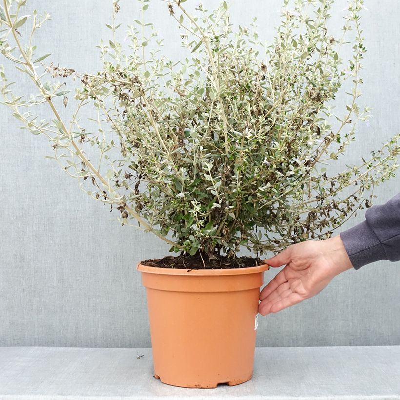 Exemplar von Teucrium fruticans Selection Erecta - Strauchiger Gamander Topf mit 7,5L/10L wie im Frühjahr geliefert