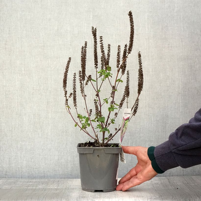 Exemplar von Teucrium hircanicum Paradise Delight - Kaukasus-Gamander Topf mit 2L/3L wie im Herbst geliefert