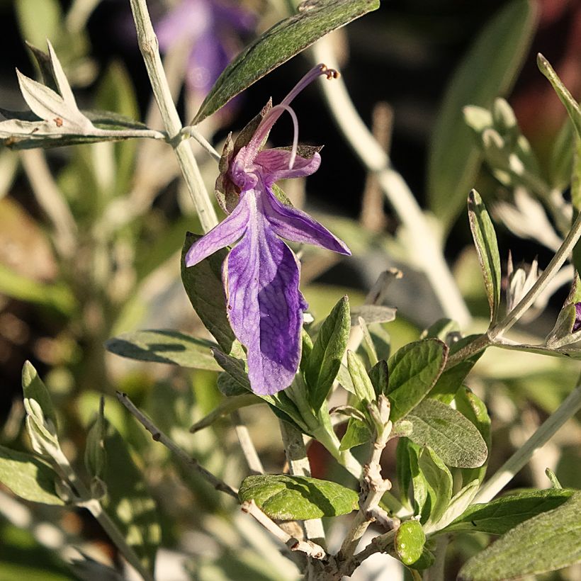Teucrium Indyho - Gamander (Blüte)