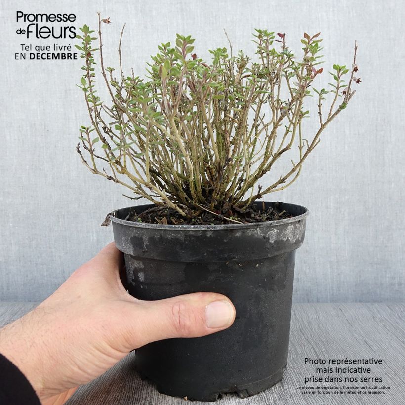 Exemplar von Teucrium lucidrys - Immergrüner Gamander Topf mit 2L/3L wie im Herbst geliefert