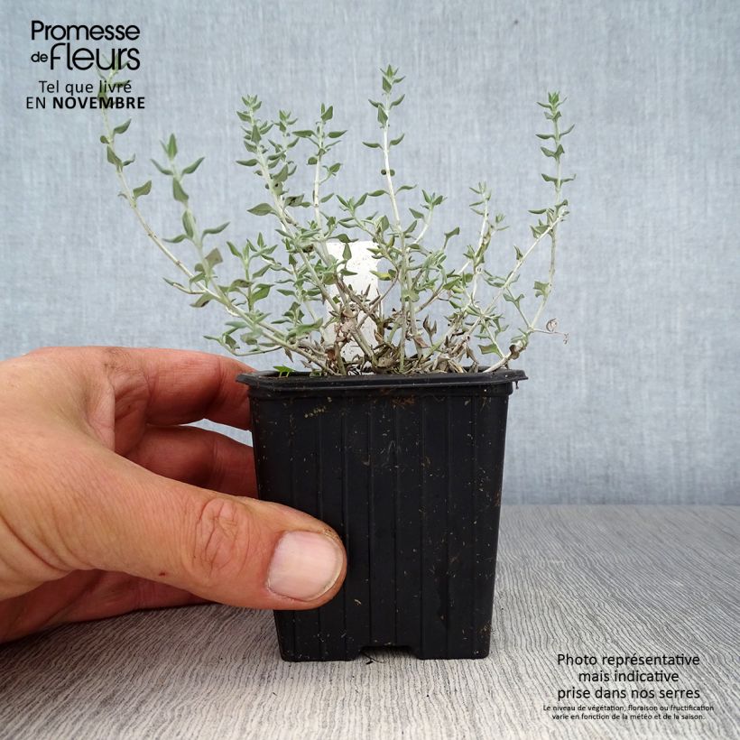 Exemplar von Teucrium marum - Katzen-Gamander Kleine Töpfe von 8/9 cm wie im Herbst geliefert