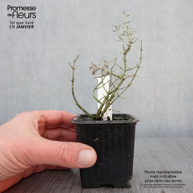 Exemplar von Teucrium marum - Katzen-Gamander Kleine Töpfe von 8/9 cm wie im Winter geliefert