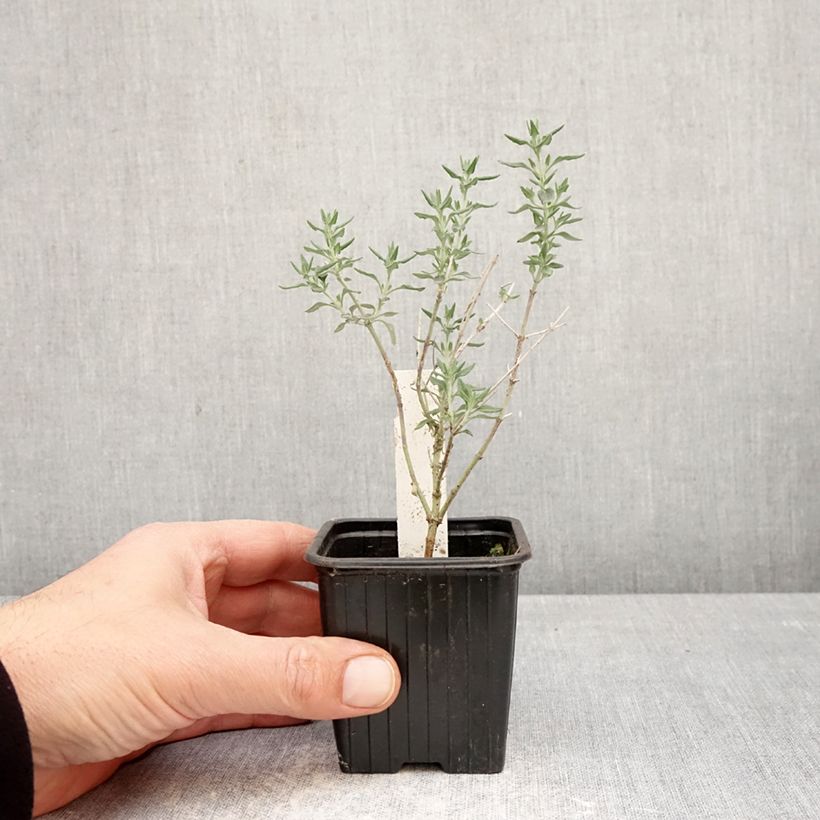 Exemplar von Teucrium marum - Katzen-Gamander Kleine Töpfe von 8/9 cm wie im Frühjahr geliefert