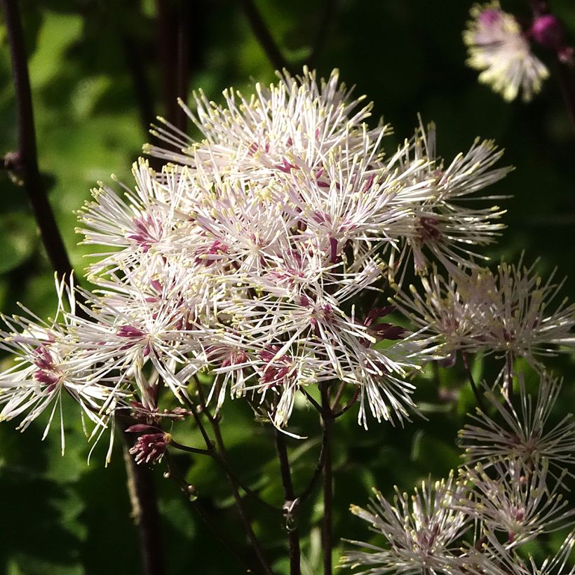 Thalictrum aquilegifolium Album - Akeleiblättrige Wiesenraute (Laub)