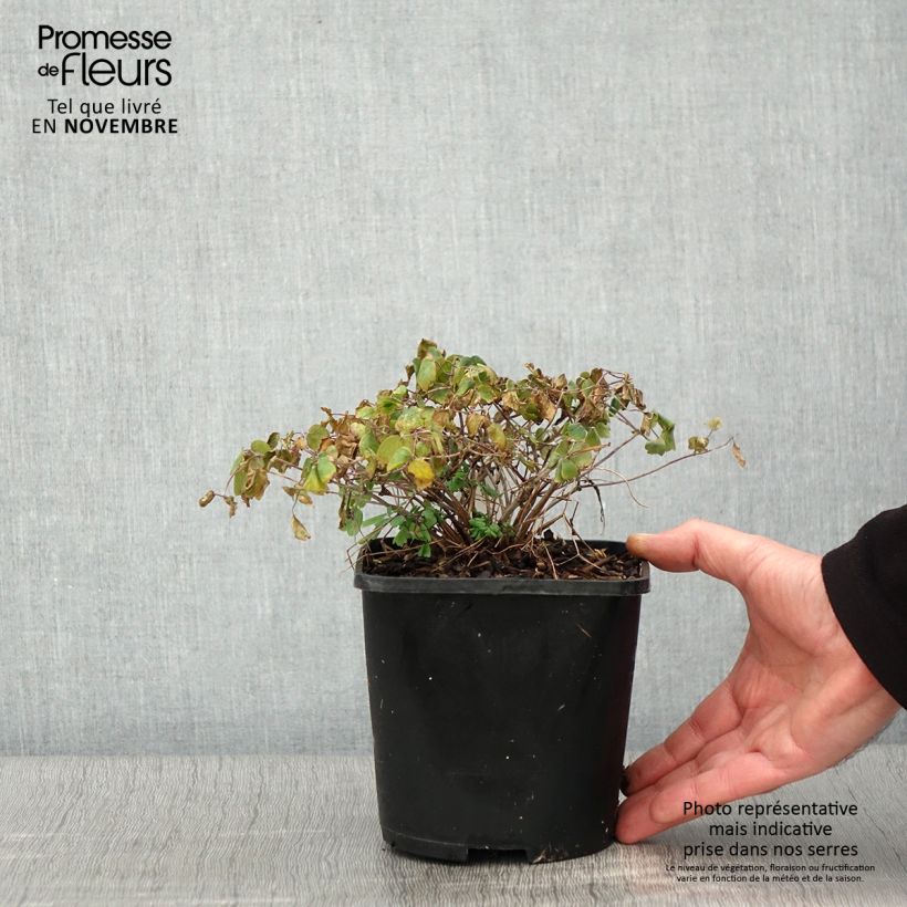 Exemplar von Thalictrum aquilegifolium Thundercloud - Akeleiblättrige Wiesenraute Topf mit 2L/3L wie im Herbst geliefert