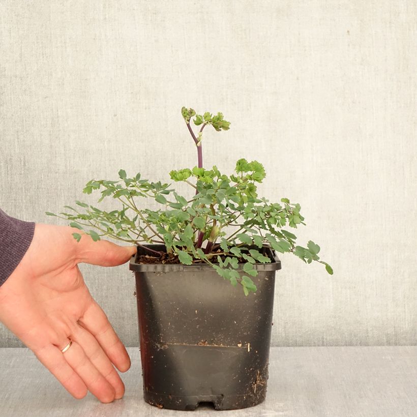 Exemplar von Thalictrum aquilegifolium Thundercloud - Akeleiblättrige Wiesenraute Topf mit 2L/3L wie im Frühjahr geliefert