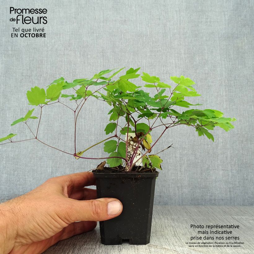 Exemplar von Thalictrum Black Stockings - Wiesenraute Kleine Töpfe von 8/9 cm wie im Herbst geliefert