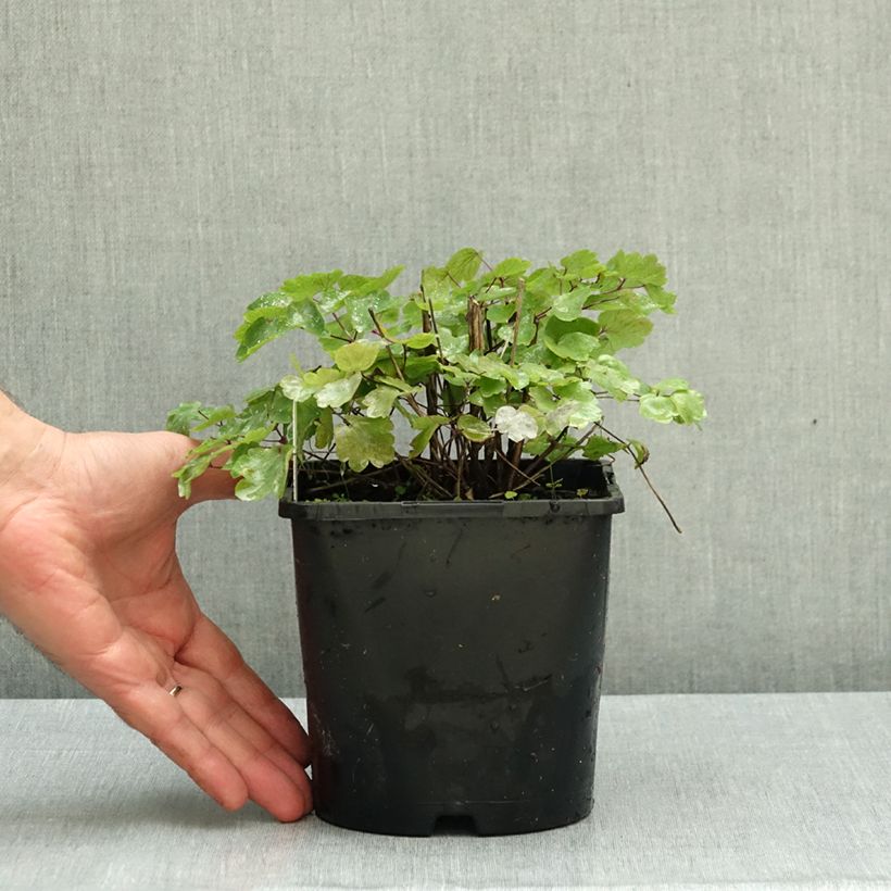 Exemplar von Thalictrum Black Stockings - Wiesenraute Topf mit 2L/3L wie im Herbst geliefert