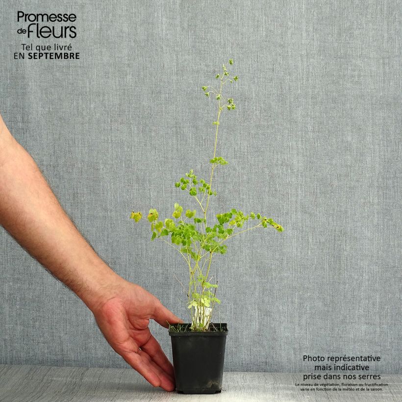 Exemplar von Thalictrum delavayi Album - Delavays Wiesenraute Kleine Töpfe von 8/9 cm wie im Sommer geliefert