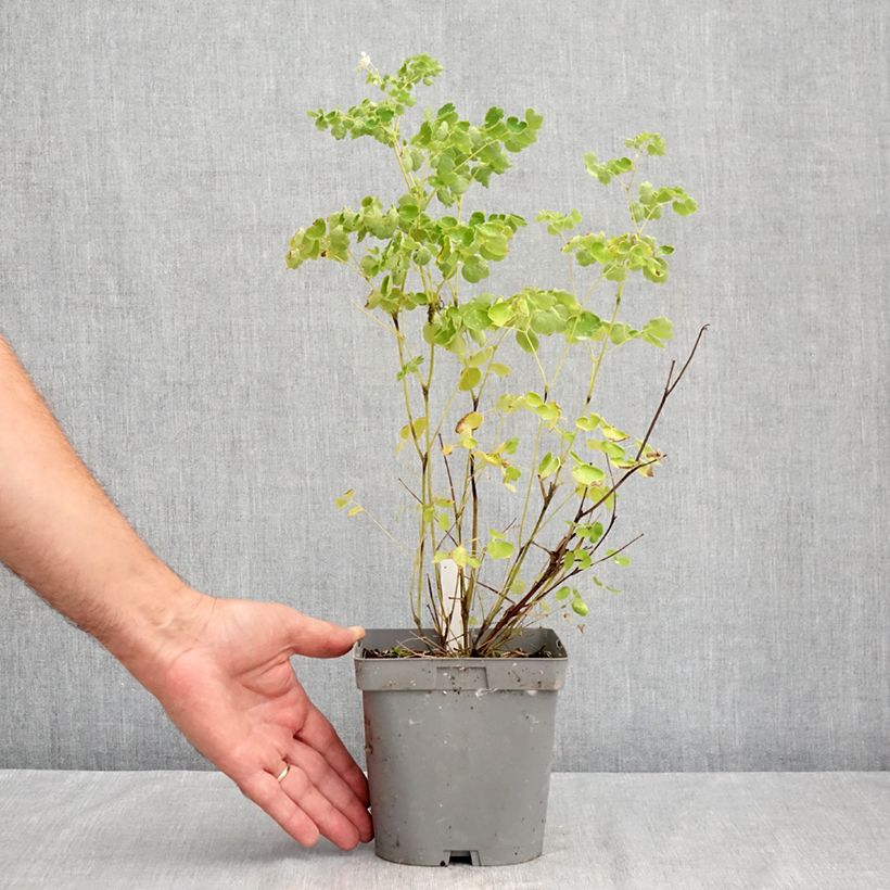 Exemplar von Thalictrum delavayi Album - Delavays Wiesenraute Topf mit 2L/3L wie im Sommer geliefert