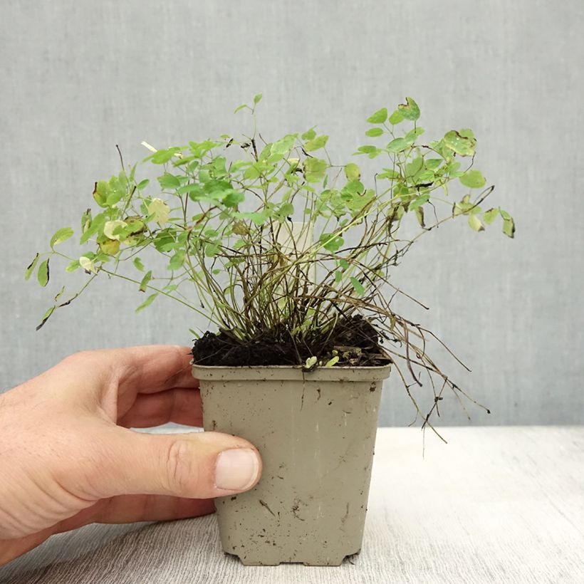 Exemplar von Thalictrum delavayi Ankum - Delavays Wiesenraute Kleine Töpfe von 8/9 cm wie im Herbst geliefert
