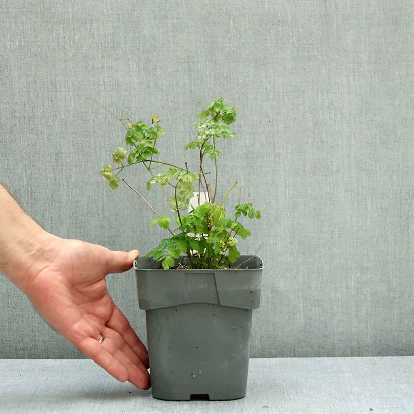 Exemplar von Thalictrum delavayi Hewitt's double - Delavays Wiesenraute Topf mit 2L/3L wie im Herbst geliefert