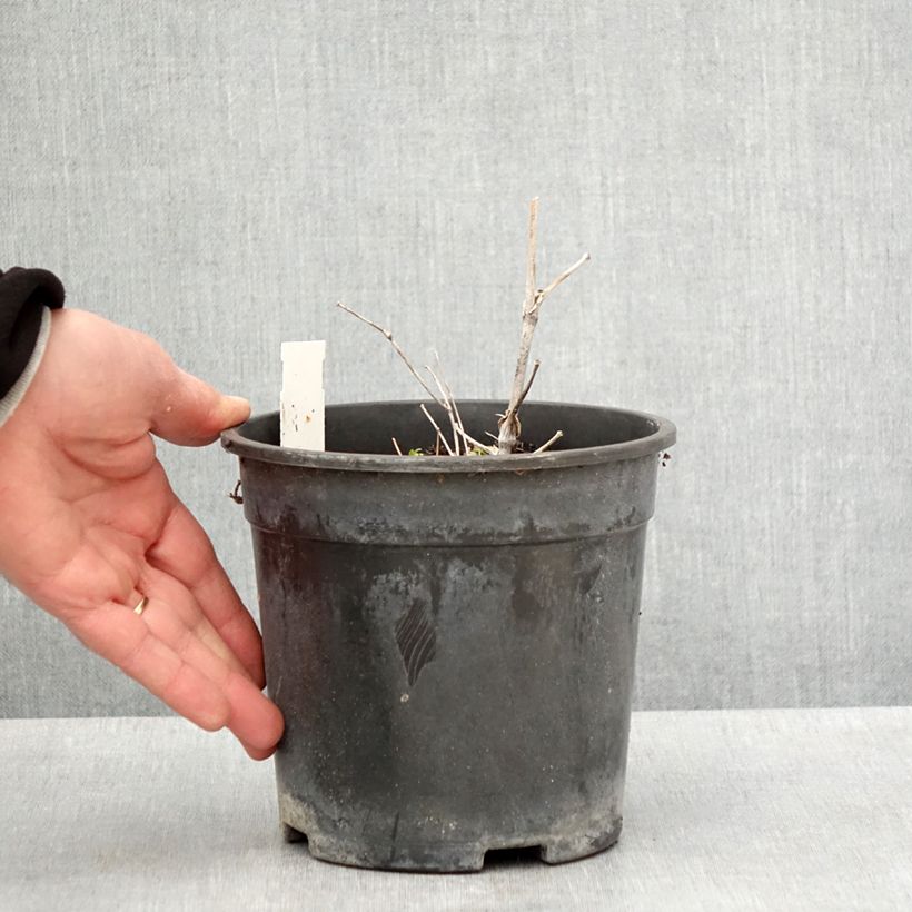 Exemplar von Thalictrum delavayi Hewitt's double - Delavays Wiesenraute Topf mit 2L/3L wie im Frühjahr geliefert