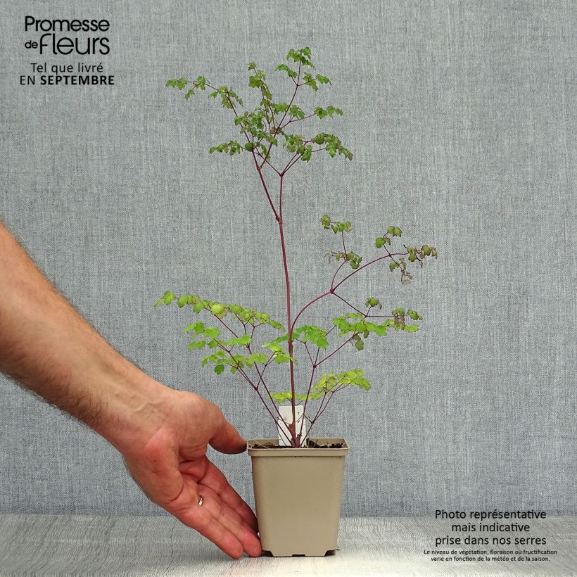 Exemplar von Thalictrum delavayi Hinckley - Delavays Wiesenraute Kleine Töpfe von 8/9 cm wie im Herbst geliefert