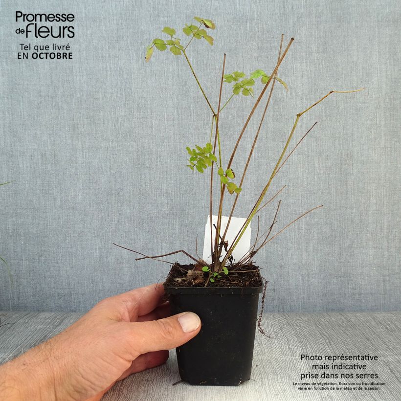 Exemplar von Thalictrum delavayi Splendide - Delavays Wiesenraute Kleine Töpfe von 8/9 cm wie im Herbst geliefert