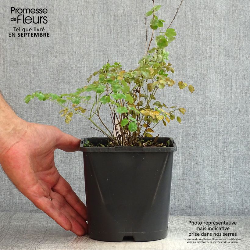 Exemplar von Thalictrum aquilegifolium Fairy Wings - Akeleiblättrige Wiesenraute Topf mit 2L/3L wie im Sommer geliefert
