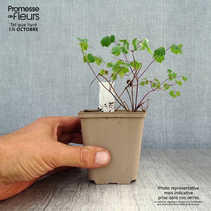 Exemplar von Thalictrum Little Pinkie - Wiesenraute Kleine Töpfe von 8/9 cm wie im Herbst geliefert