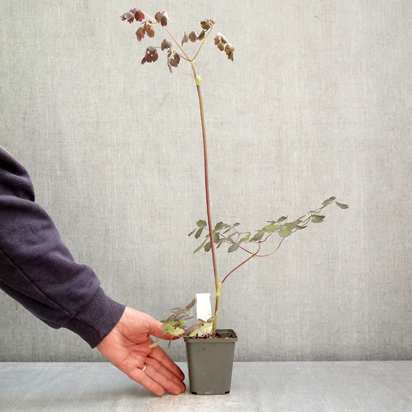 Exemplar von Thalictrum petaloideum Ghent Ebony - Wiesenraute Kleine Töpfe von 8/9 cm wie im Frühjahr geliefert