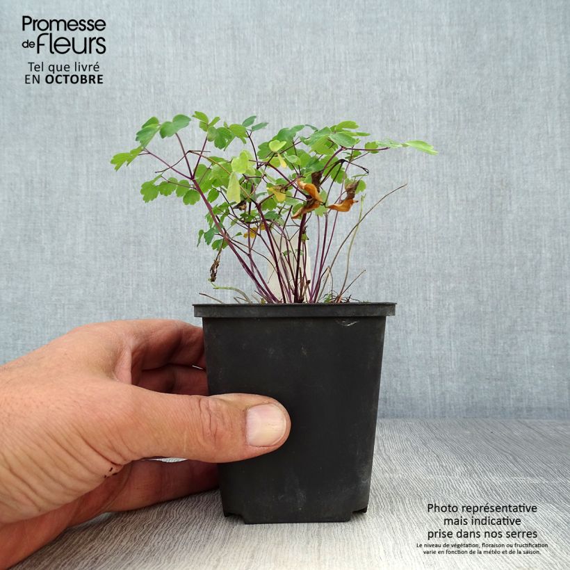 Exemplar von Thalictrum Purplelicious - Wiesenraute Kleine Töpfe von 8/9 cm wie im Herbst geliefert