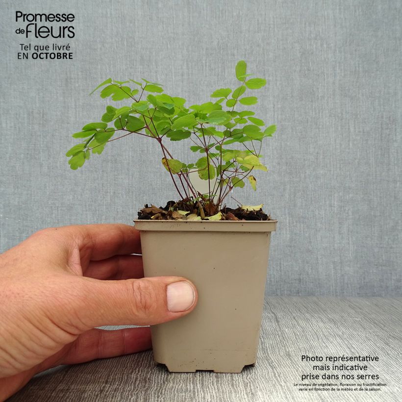 Exemplar von Thalictrum rochebrunianum - Prächtige Wiesenraute Kleine Töpfe von 8/9 cm wie im Herbst geliefert