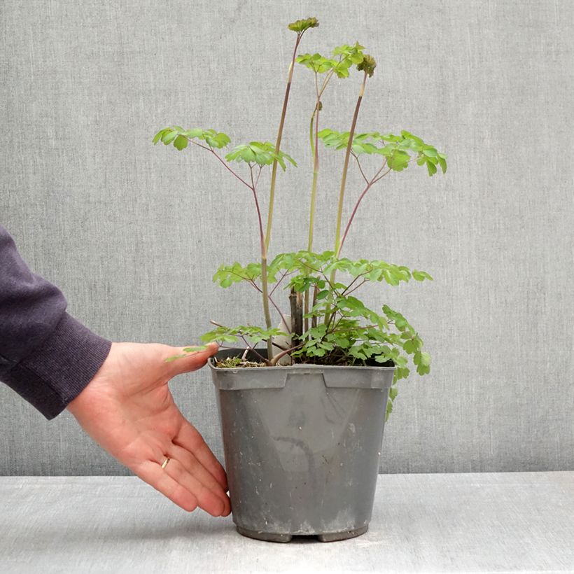 Exemplar von Thalictrum rochebrunianum - Prächtige Wiesenraute Topf mit 2L/3L wie im Frühjahr geliefert