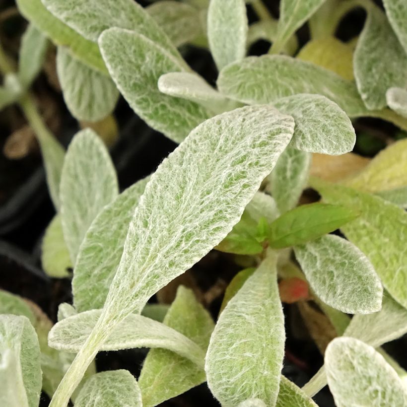 Syrisches Gliedkraut - Sideritis syriaca (Laub)