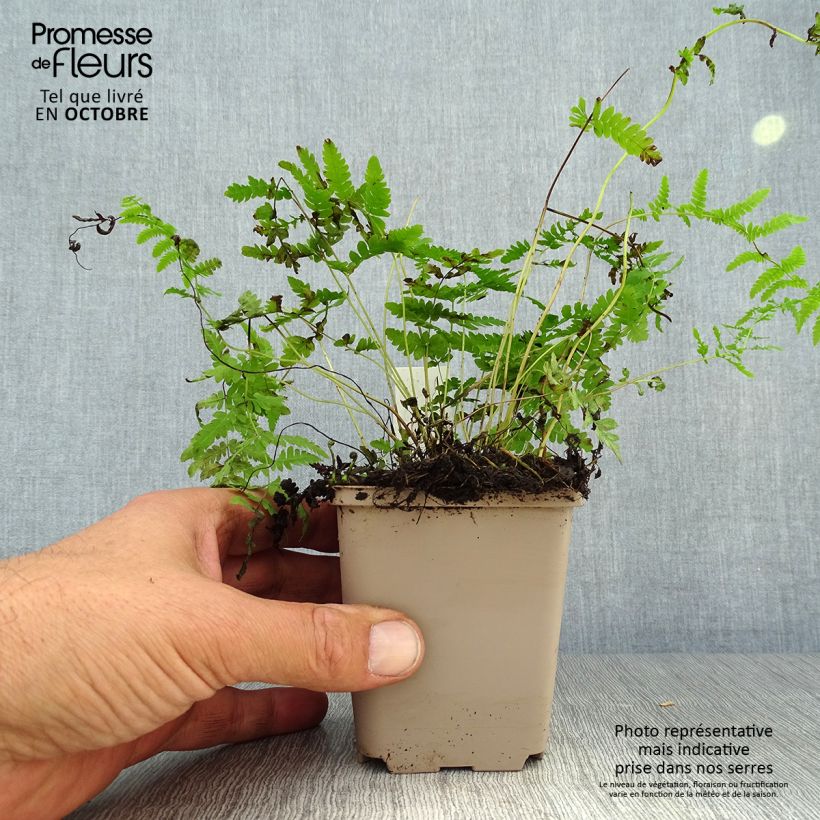 Exemplar von Thelypteris palustris - Sumpffarn Kleine Töpfe von 8/9 cm wie im Herbst geliefert