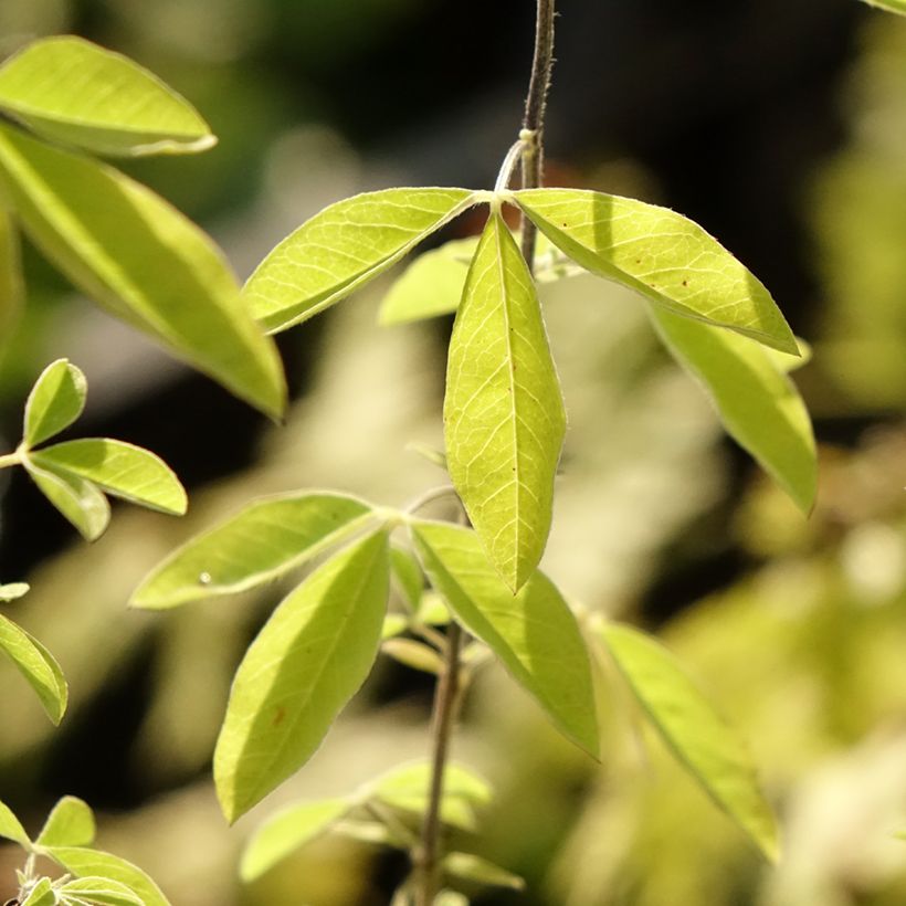 Thermopsis chinensis - Fuchsbohne (Laub)