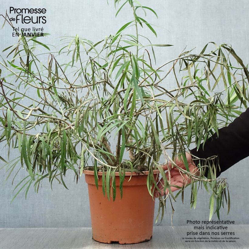 Exemplar von Thevetia peruviana - Gelber Schellenbaum Topf mit 7,5L/10L wie im Winter geliefert