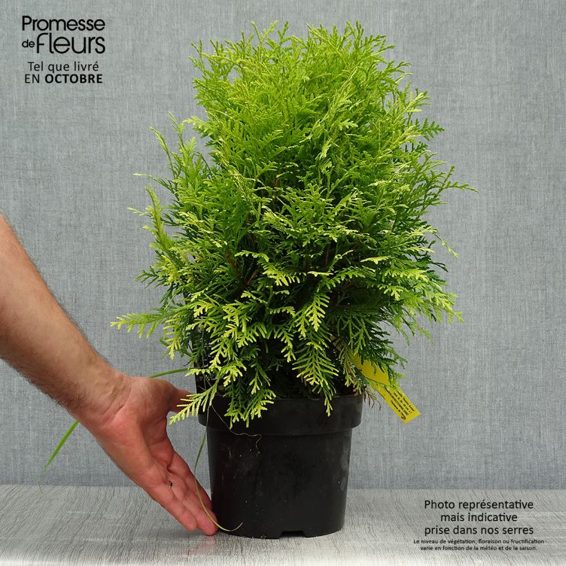 Exemplar von Thuja occidentalis Danica Aurea Topf mit 2L/3L wie im Herbst geliefert