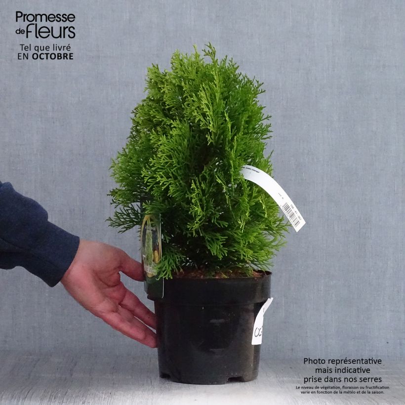 Exemplar von Thuja occidentalis Golden Smaragd Topf mit 2L/3L wie im Herbst geliefert