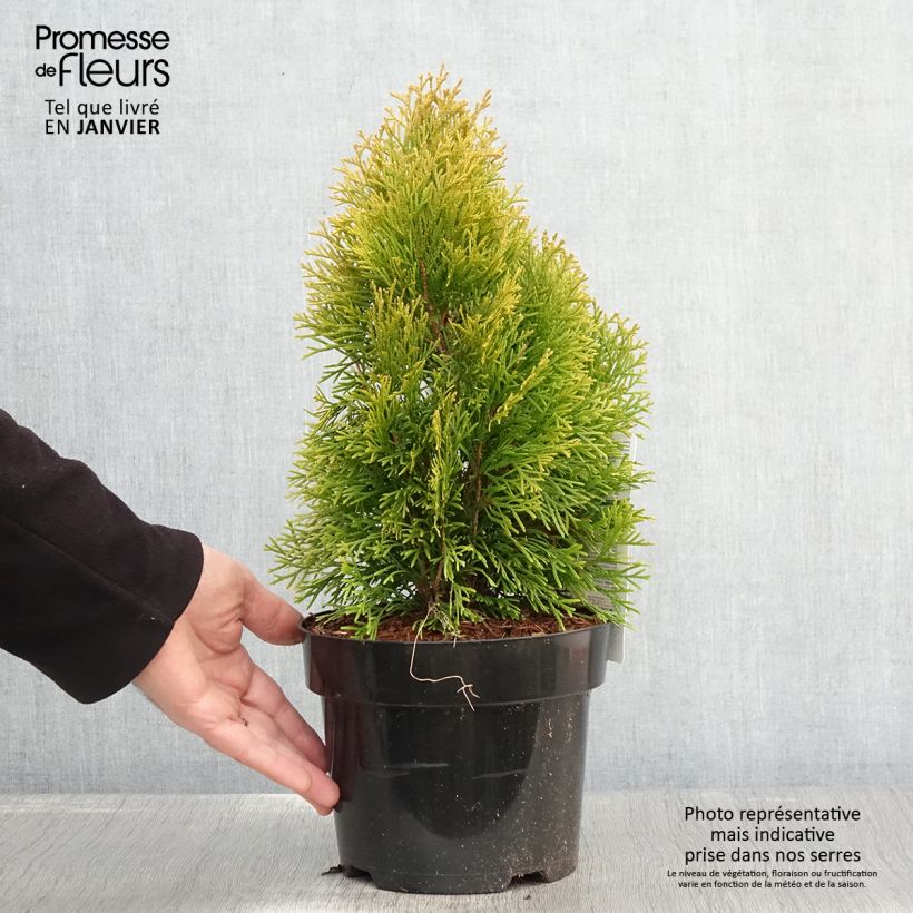 Exemplar von Thuja occidentalis Golden Smaragd Topf mit 2L/3L wie im Winter geliefert