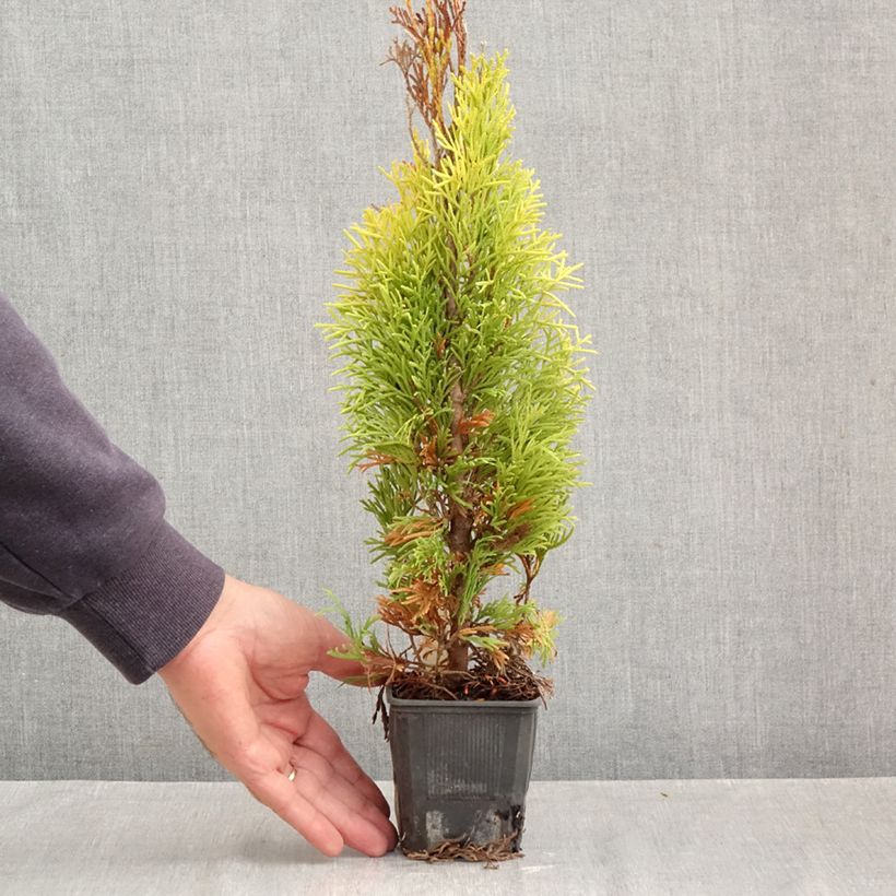 Exemplar von Thuja occidentalis Golden Smaragd Kleine Töpfe von 8/9 cm wie im Herbst geliefert