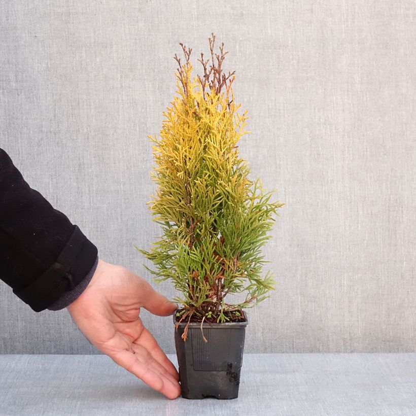 Exemplar von Thuja occidentalis Golden Smaragd Kleine Töpfe von 8/9 cm wie im Winter geliefert