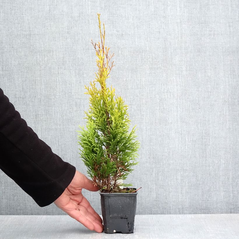 Exemplar von Thuja occidentalis Golden Smaragd Kleine Töpfe von 8/9 cm wie im Frühjahr geliefert