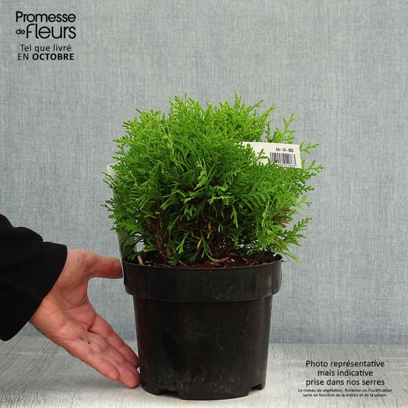 Exemplar von Thuja occidentalis Mirjam Topf mit 2L/3L wie im Herbst geliefert