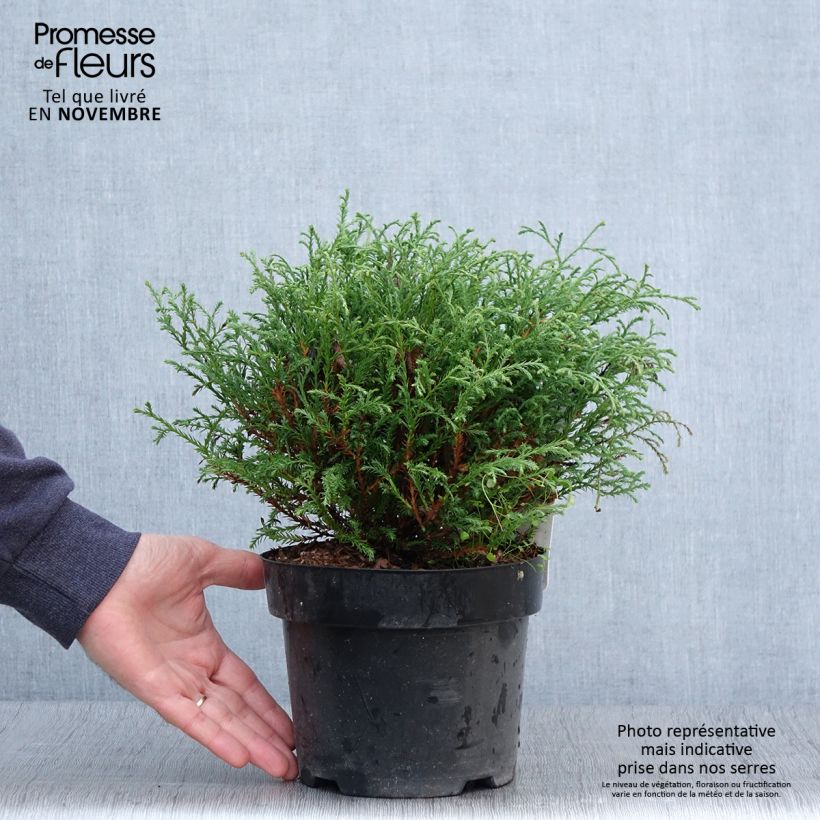 Exemplar von Thuja occidentalis Mr Bowling Ball Topf mit 2L/3L wie im Herbst geliefert