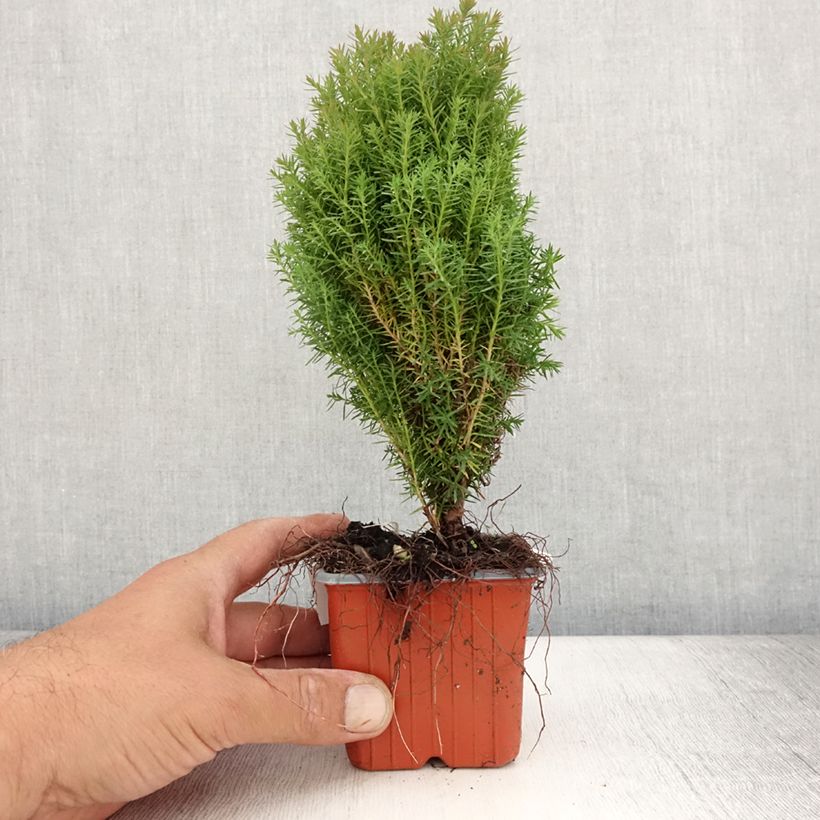 Exemplar von Thuja occidentalis Teddy Kleine Töpfe von 8/9 cm wie im Sommer geliefert