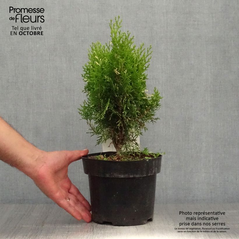 Exemplar von Thuja orientalis Fleck Topf mit 2L/3L wie im Herbst geliefert