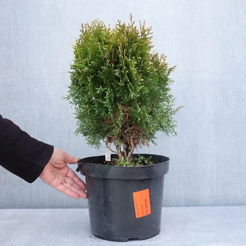 Exemplar von Thuja orientalis Fleck Topf mit 7,5L/10L wie im Winter geliefert