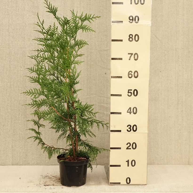 Exemplar von Thuja plicata Excelsa Topf mit 2L/3L wie im Herbst geliefert