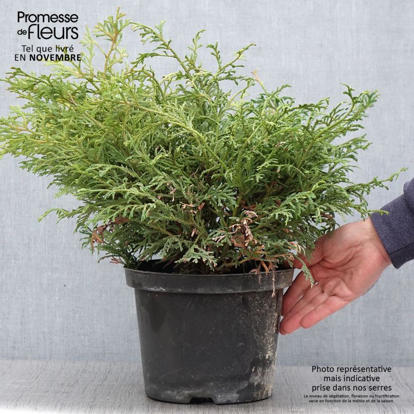 Exemplar von Thujopsis dolobrata Nana Topf mit 4L/5L wie im Herbst geliefert