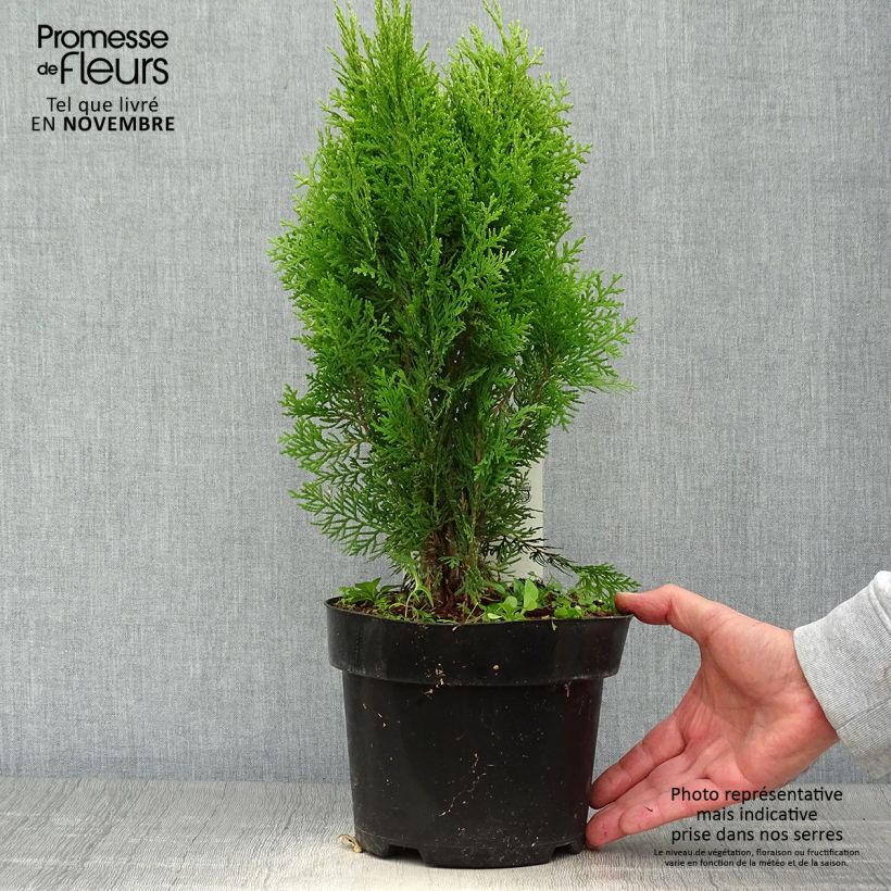 Exemplar von Platycladus orientalis Aurea Nana - Morgenländische Lebensbaum Topf mit 2L/3L wie im Herbst geliefert