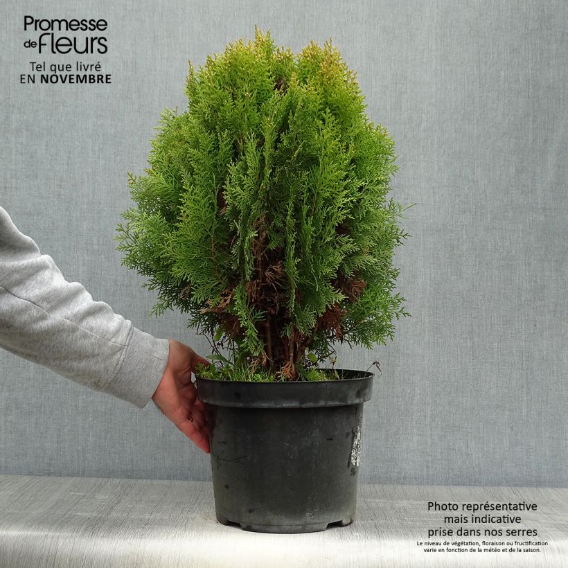 Exemplar von Platycladus orientalis Aurea Nana - Morgenländische Lebensbaum Topf mit 7,5L/10L wie im Herbst geliefert