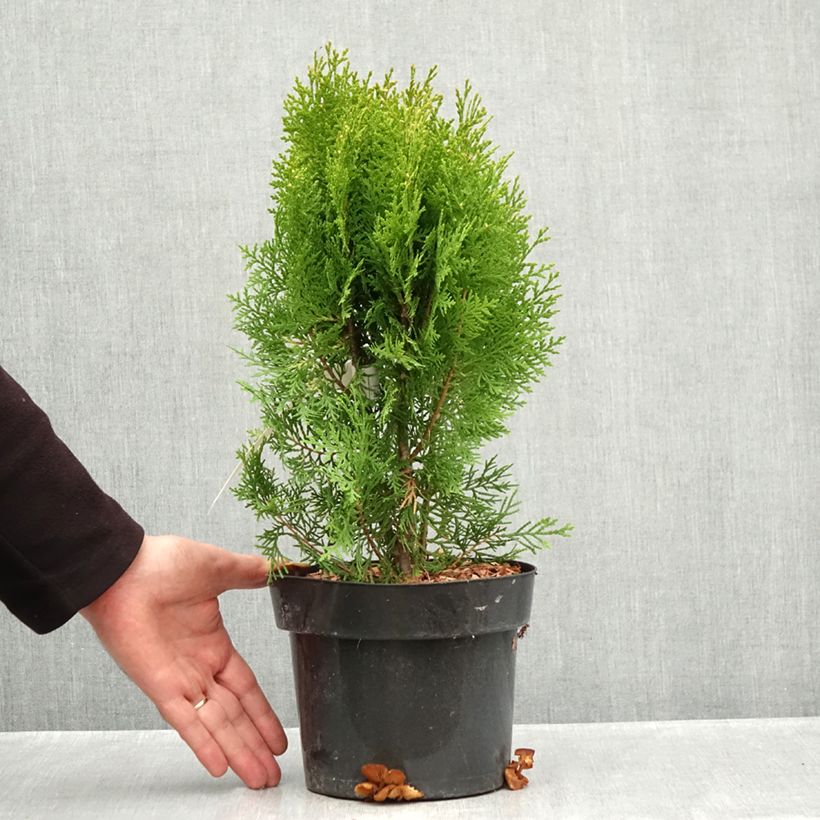 Exemplar von Thuja orientalis Pyramidalis Aurea - Amerikanischer Lebensbaum Topf mit 2L/3L wie im Herbst geliefert