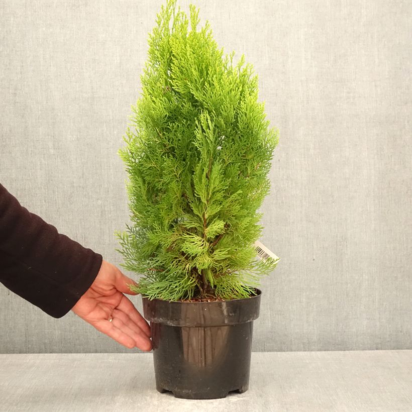 Exemplar von Thuja orientalis Pyramidalis Aurea - Amerikanischer Lebensbaum Topf mit 2L/3L wie im Frühjahr geliefert