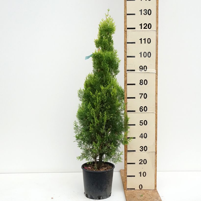 Exemplar von Thuja orientalis Pyramidalis Aurea - Amerikanischer Lebensbaum Topf mit 7,5L/10L wie im Sommer geliefert