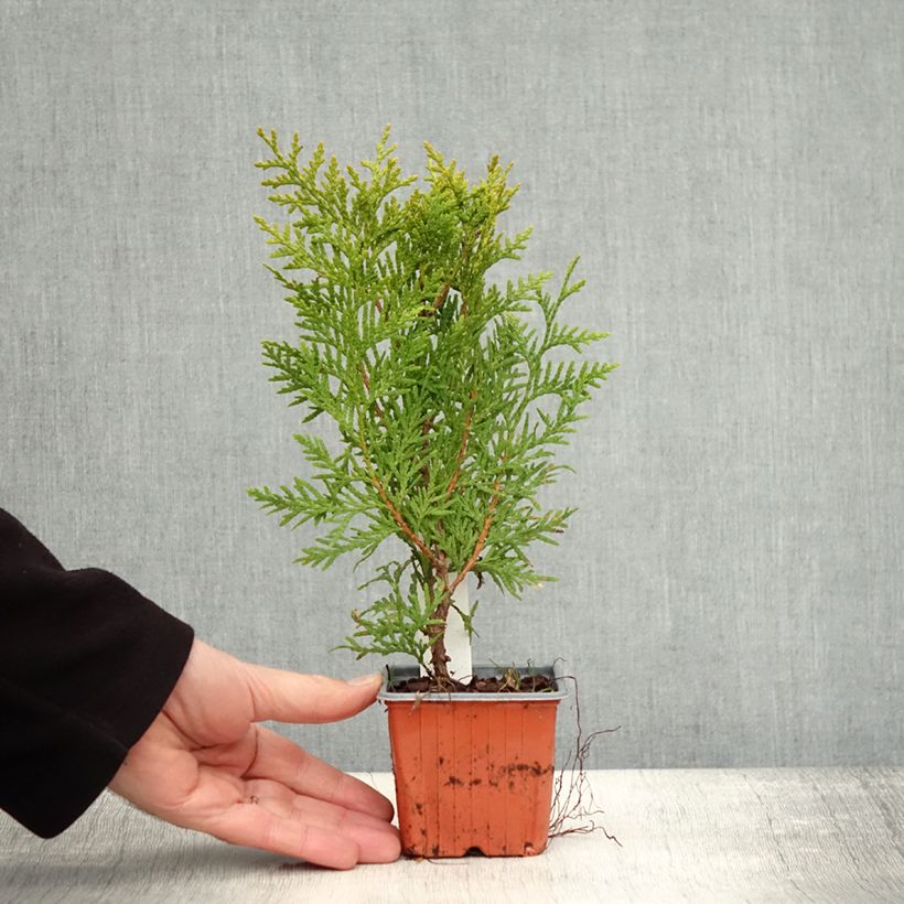 Exemplar von Thuja occidentalis Brabant Kleine Töpfe von 8/9 cm wie im Herbst geliefert