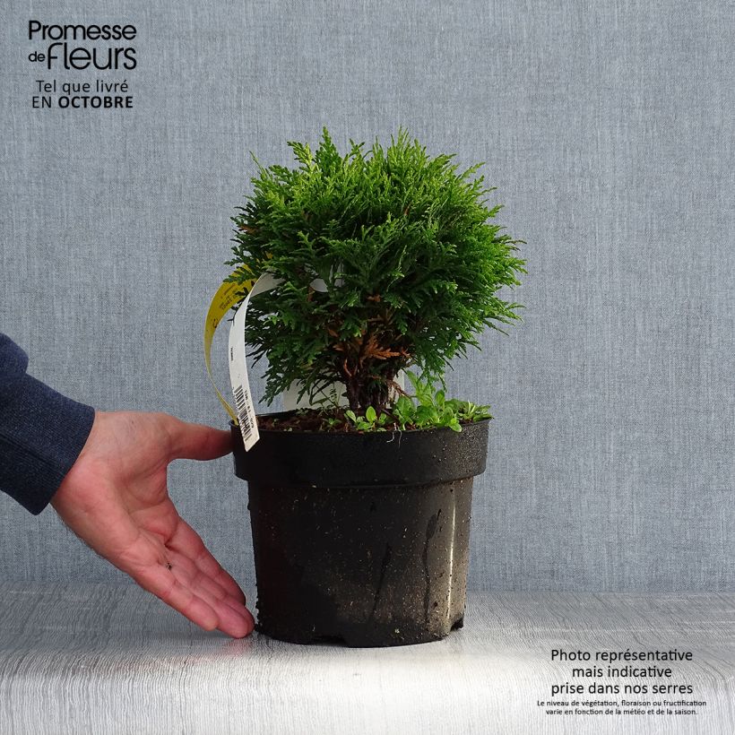 Exemplar von Thuja occidentalis Danica Topf mit 2L/3L wie im Herbst geliefert