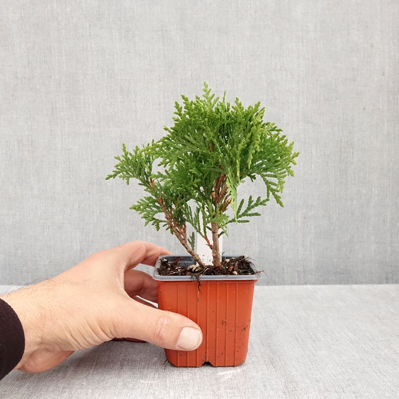 Exemplar von Thuja occidentalis Danica Kleine Töpfe von 8/9 cm wie im Herbst geliefert